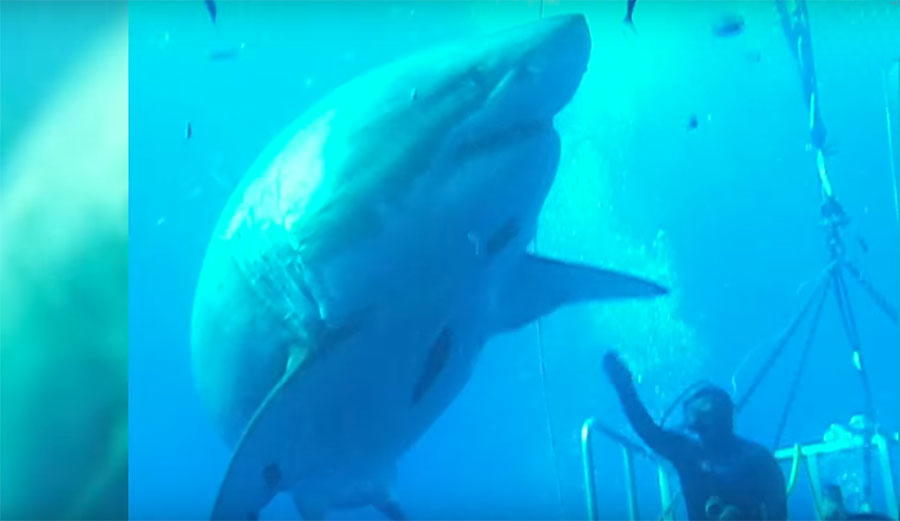 Last year, when a great white of the most epic proportions was filmed off an island in Mexico, the world was stunned.