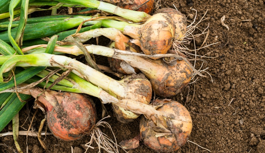 onions