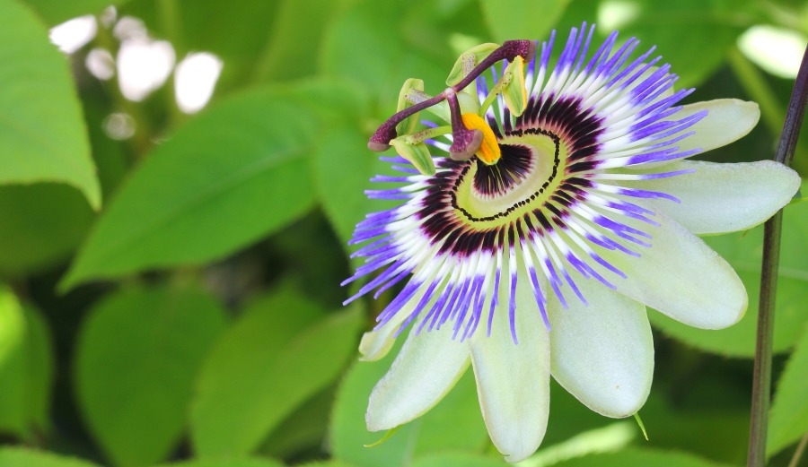 Photo: Shutterstock