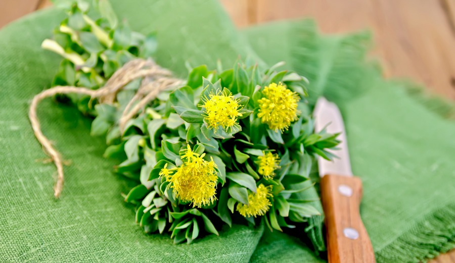 Photo: Shutterstock