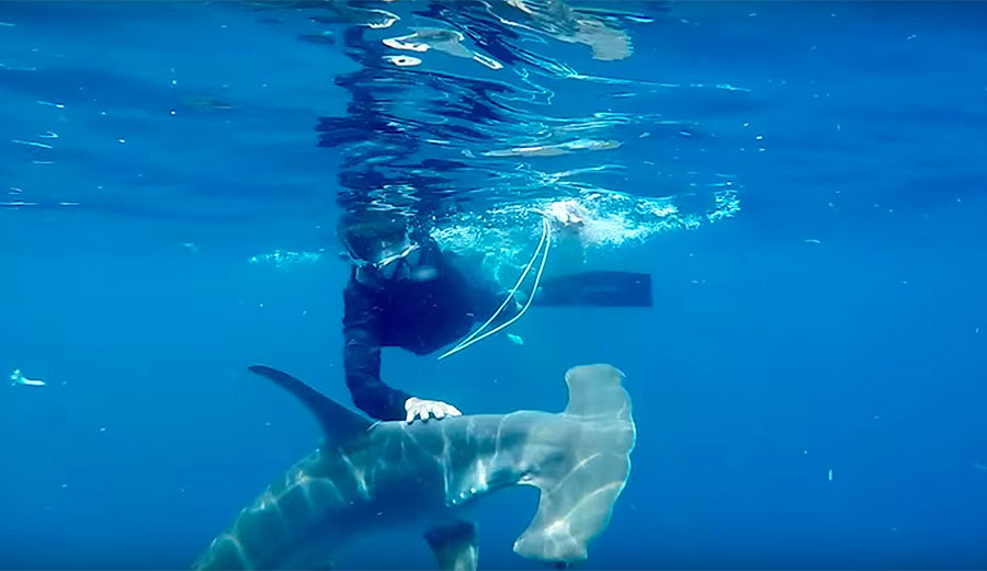 The value of a living shark should be higher than the value of a dead one.