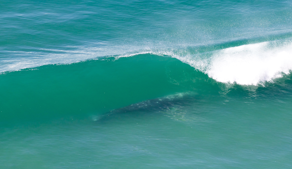 Whale San Diego