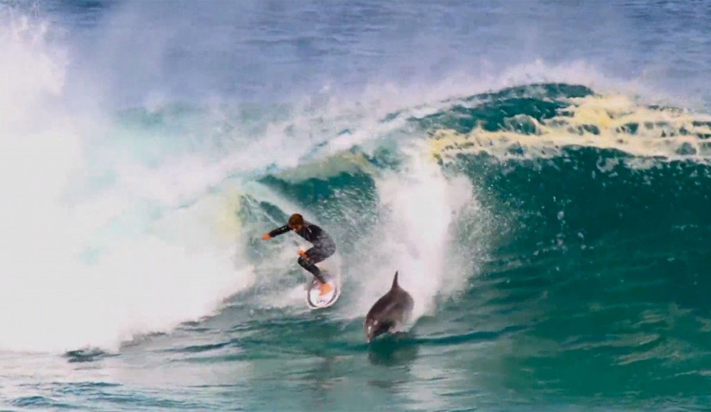 Soli Bailey Dolphin