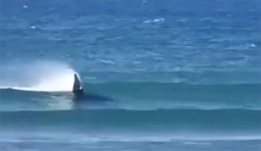 Like many sea creatures do, killer whales apparently love to body surf. And of course, because they live in the ocean, they are very, very good at it.