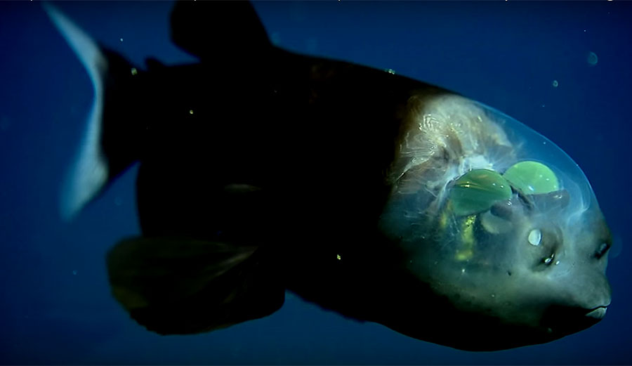 The Macropinna microstoma is one of the weirdest creatures in the ocean.