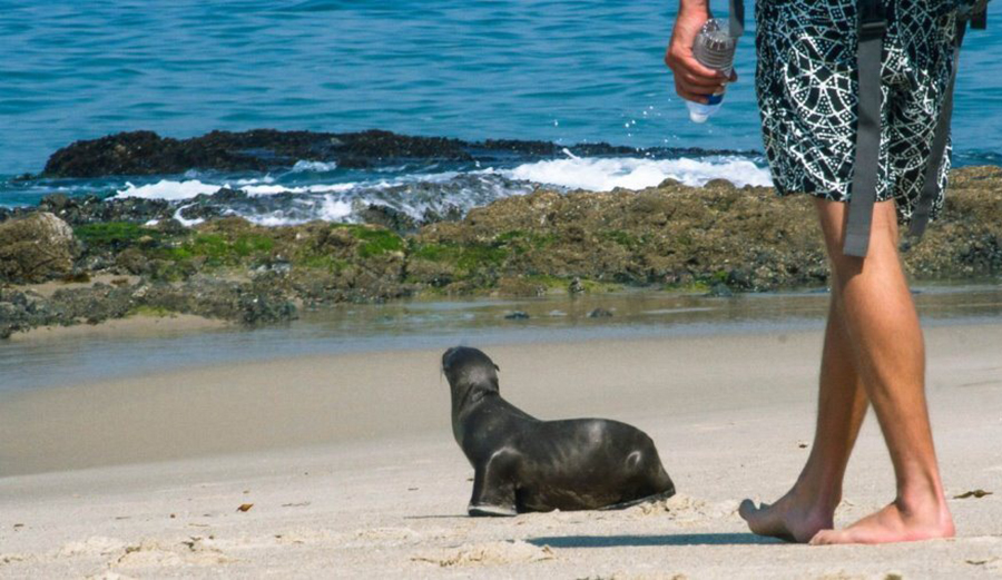 Marine Life Picture