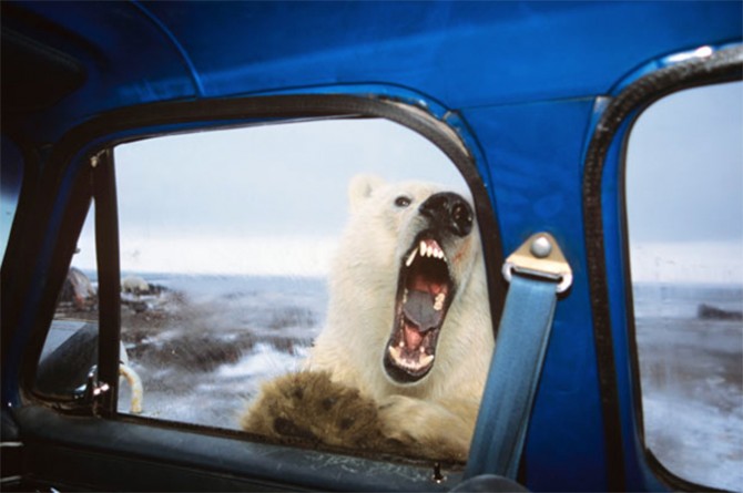 bear