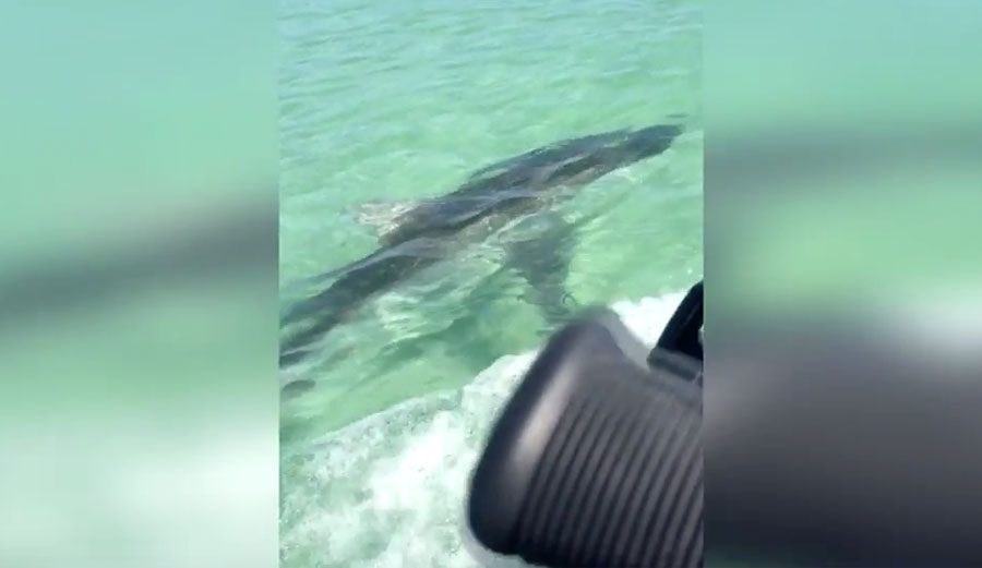 Shark Australia