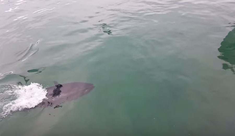 Tuna Eats Seagull