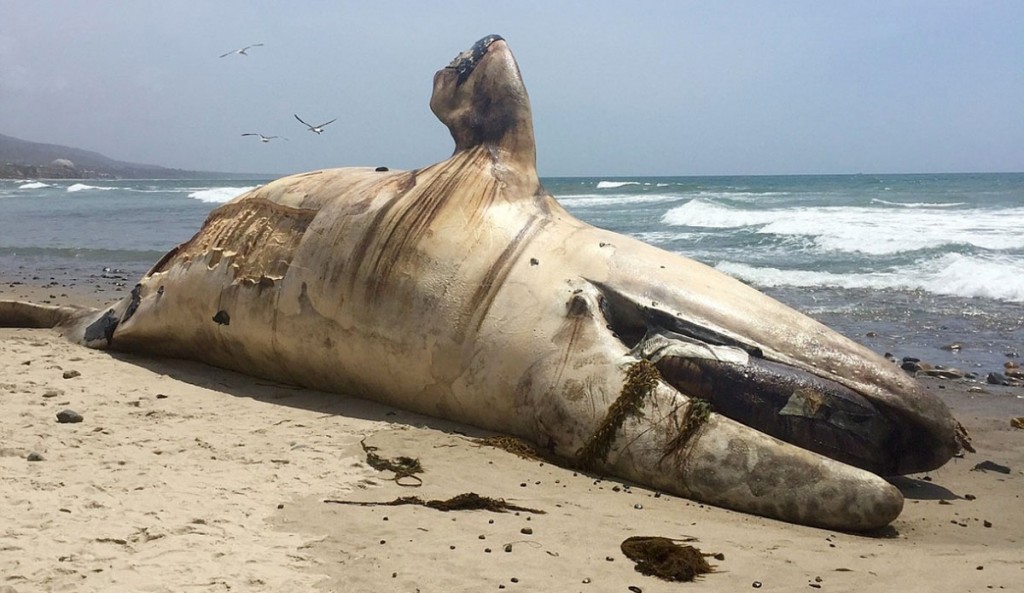 Dead whale Lowers