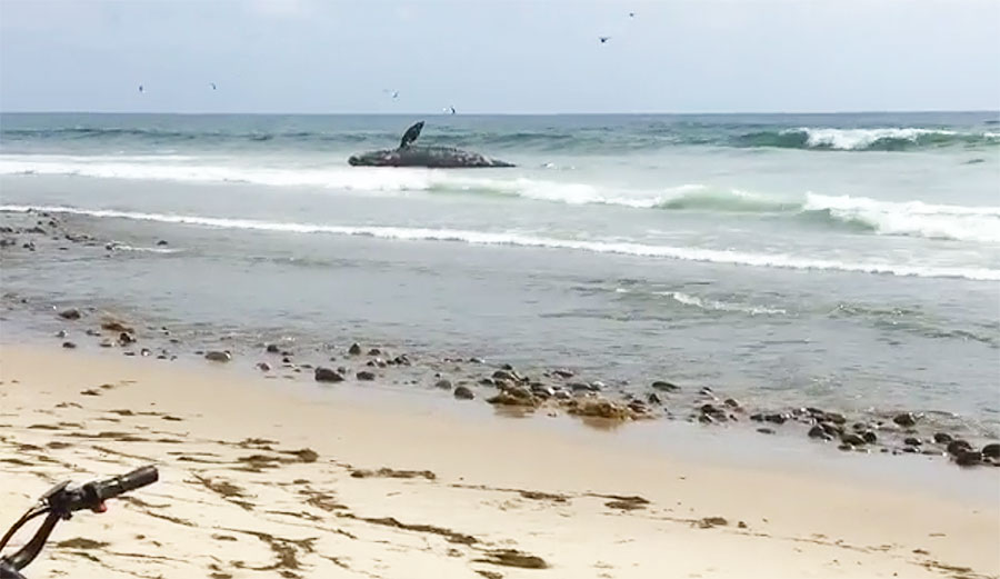 But the crowds might be a little less for the next little while, because there is a big dead whale washed up on shore