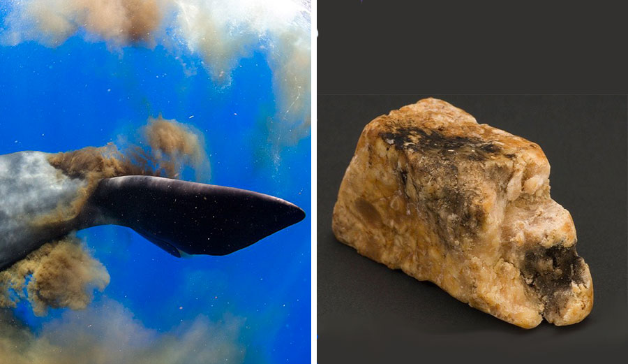 If you're really lucky, you'll find a chunk of whale shit on the beach. But it's a certain kind of whale shit.