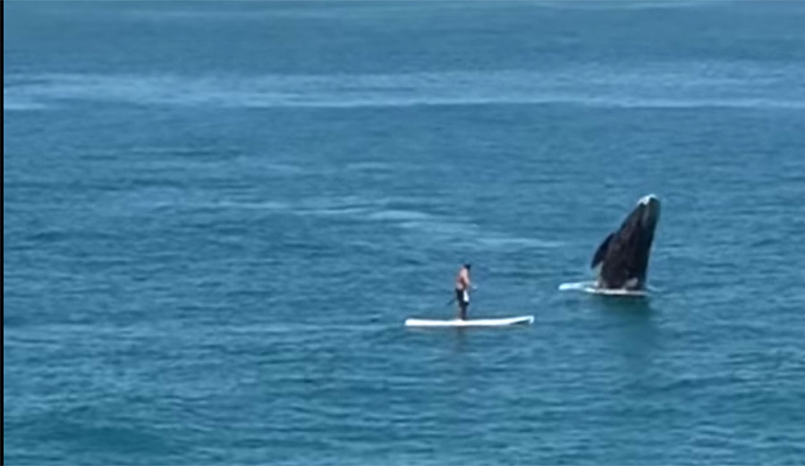 If you've been lucky enough to spend any time at all in the presence of a whale in the ocean, you know how incredible they are.