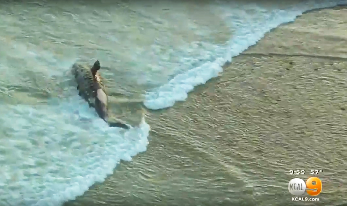 Dead Whale Lower Trestles