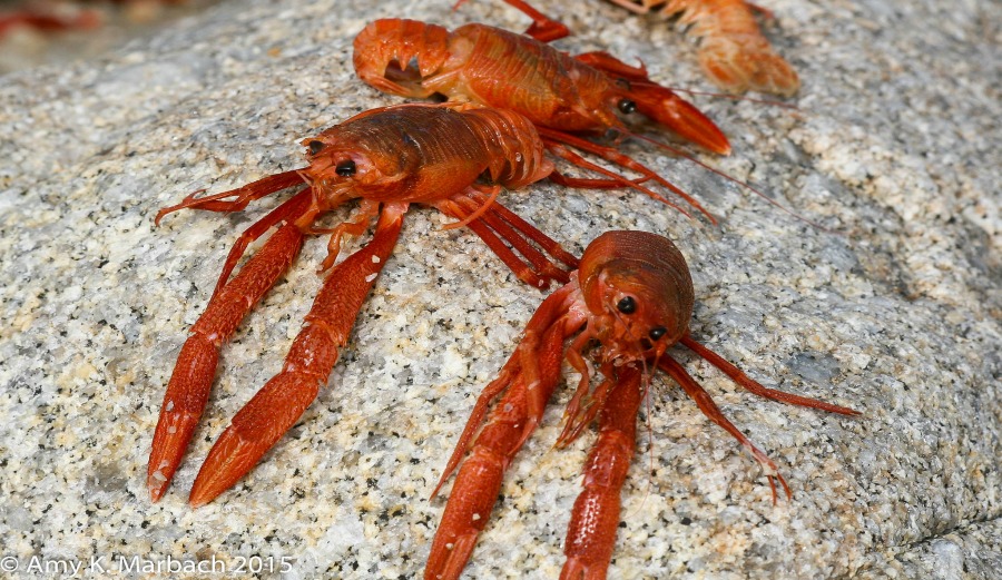 Tuna crabs, the latest victim of El Nino.