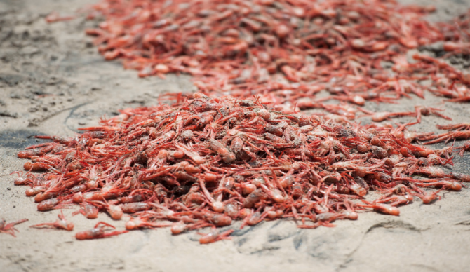 Maybe think about apologizing for interrupting these tuna crabs' mass orgy when you crunch over them on your way on your way to paddle out. Photo: Flickr