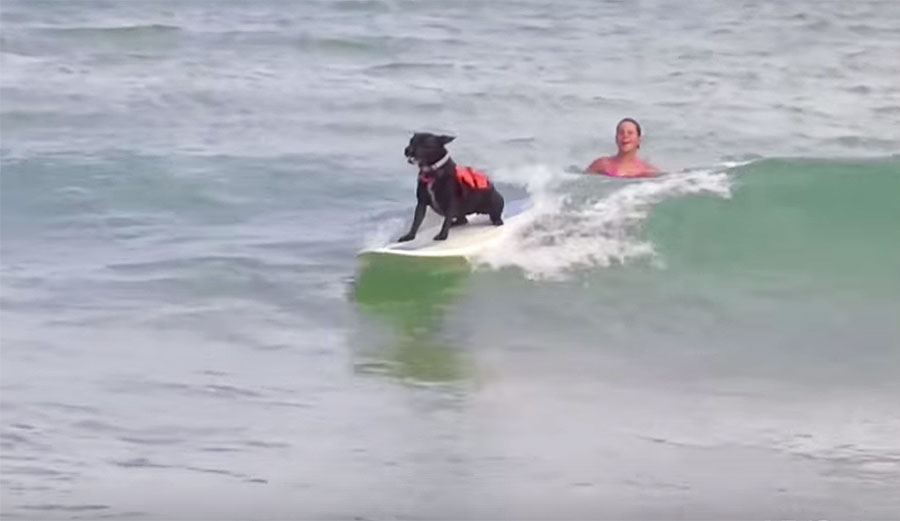 Some dogs, though, LOVE surfing. Like Ash, a three-year-old Staffy from Cronulla Beach.