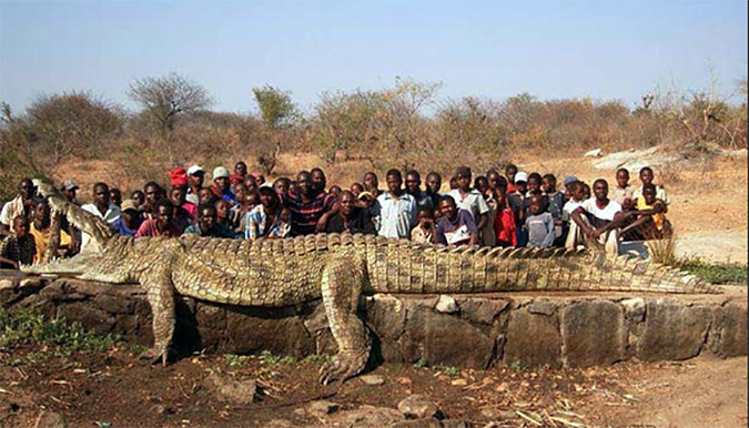 The Nile Crocodile kills some 200 Africans each year.