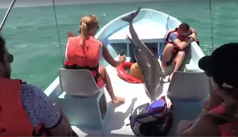 If dolphins really do have a language, great memories, and a keen sense of embarrassment, it’s going to be a long time before he lives this one down.