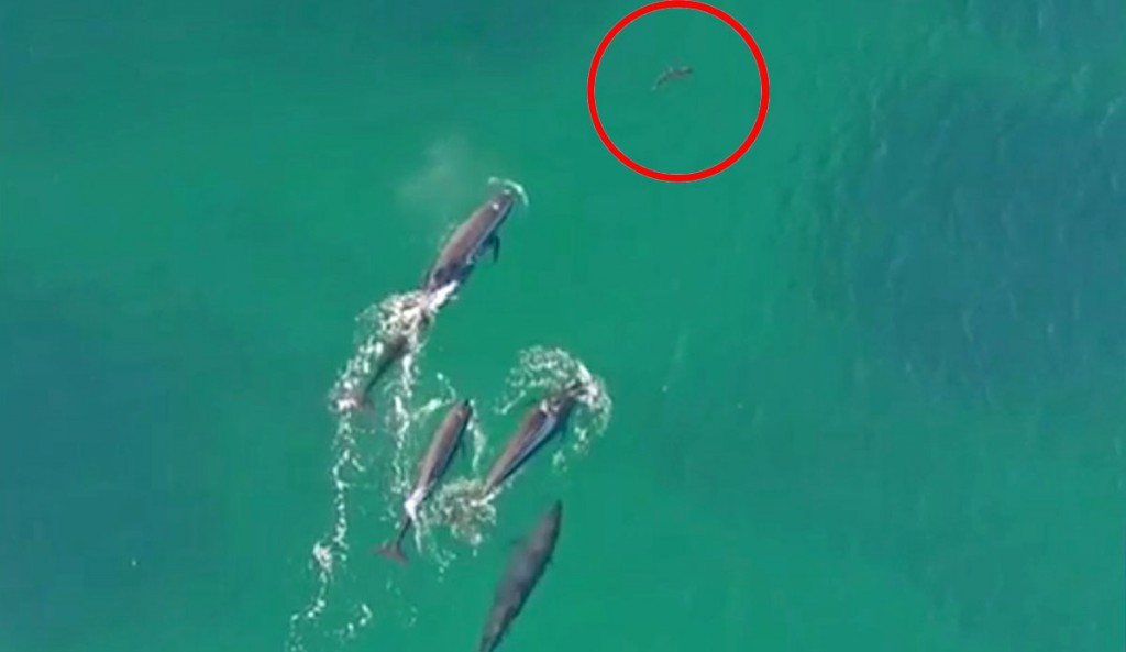 Whale vs shark