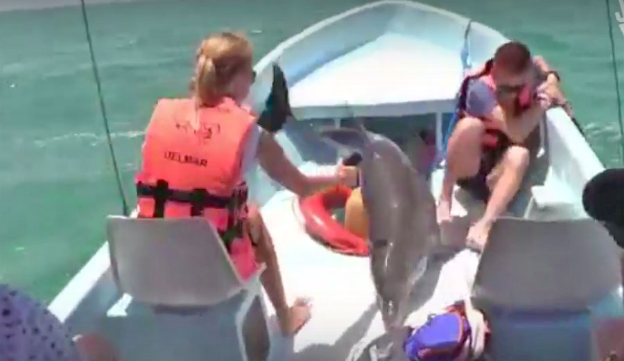 Dolphin jumps into boat