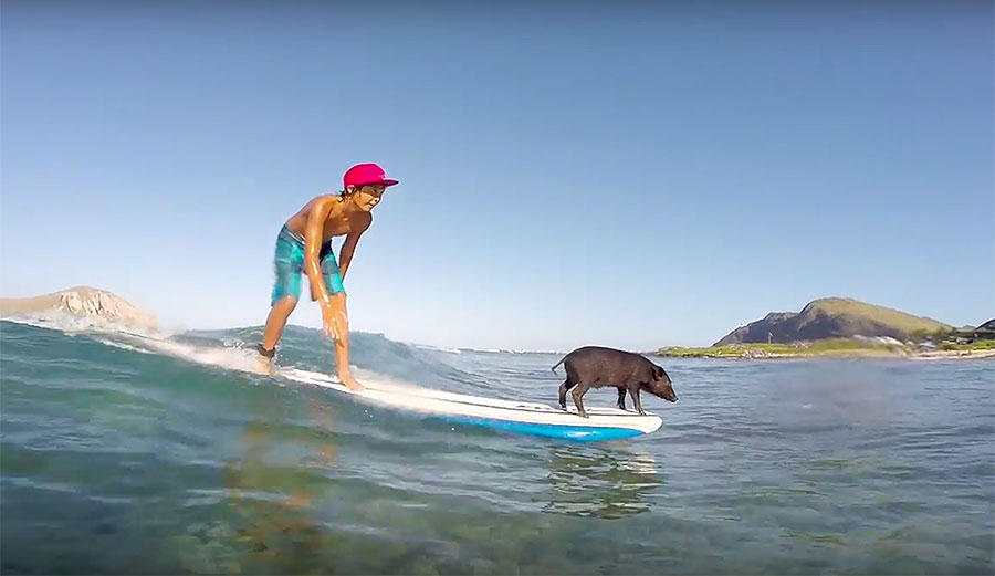 No one ever gets sick of a surfing pig