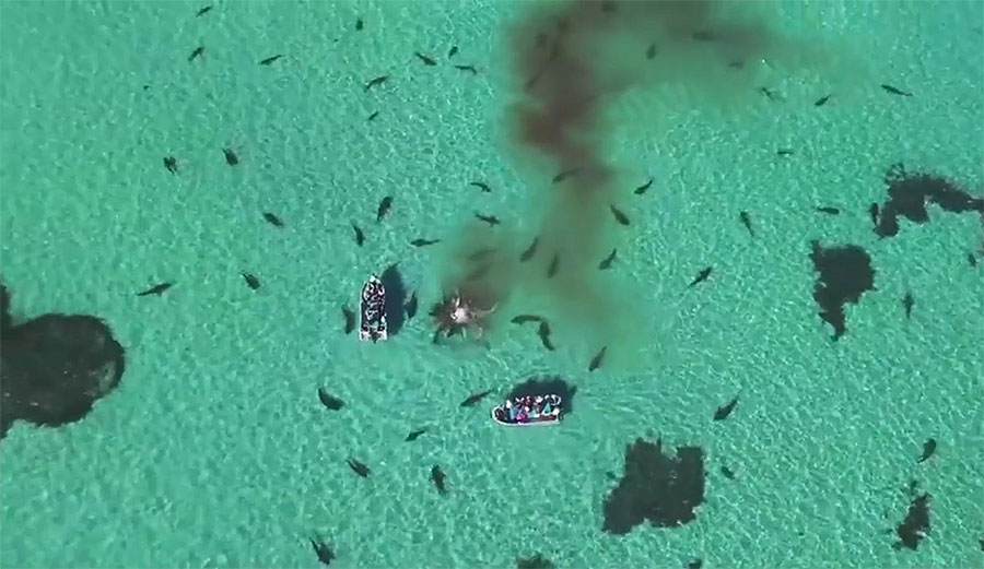 Tiger sharks will eat pretty much anything, but it's not clear whether they actually killed the whale. Either way, it's an amazing show of nature at its goriest.