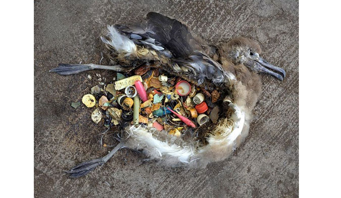 An albatross chick found on Midway Island. Photo: Chris Jordan