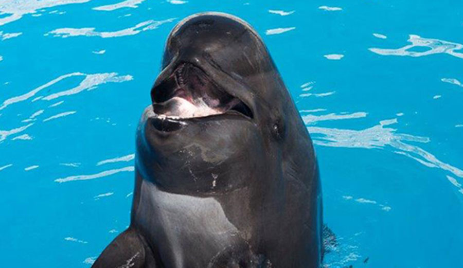 Bubbles the pilot whale died after 50 years in captivity. Photo: SeaWorld