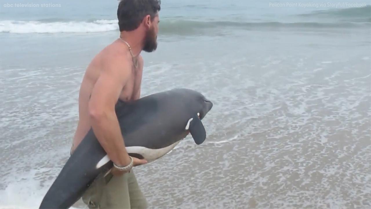 dolphpic