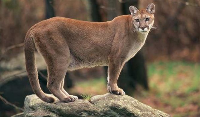 lion