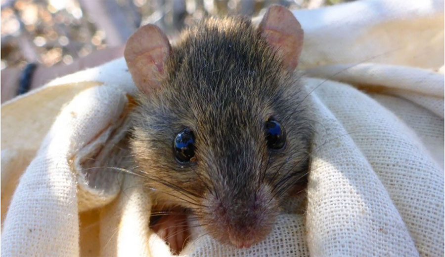 There are no more of these in the whole world. Image: (Luke Leung/University of Queensland)