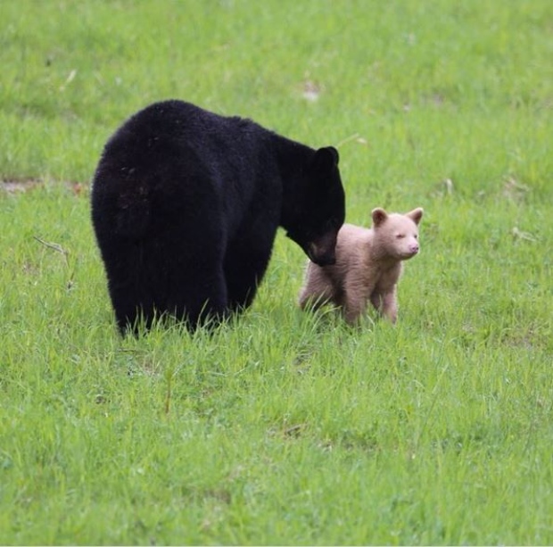 whistler-white-bear