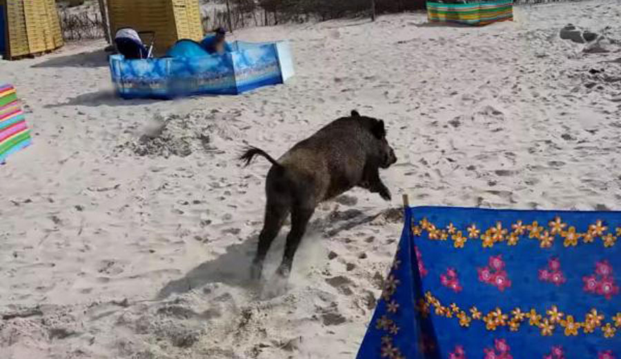 Wild Boar Attacks Beachgoers