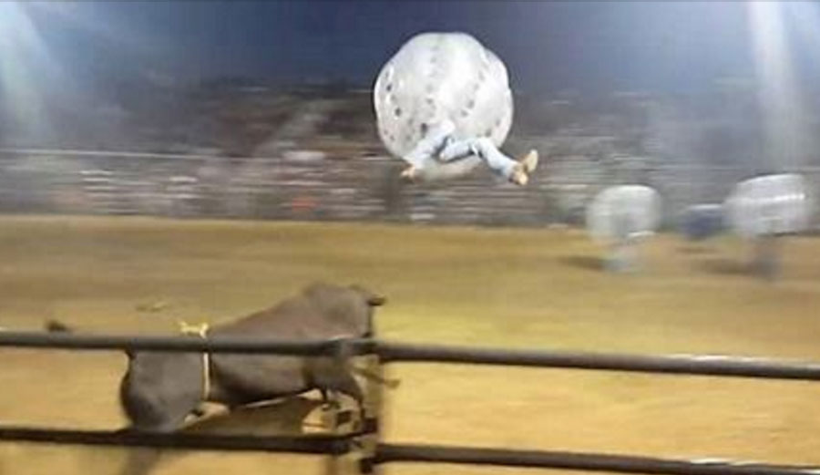 zorb ball bull fighting