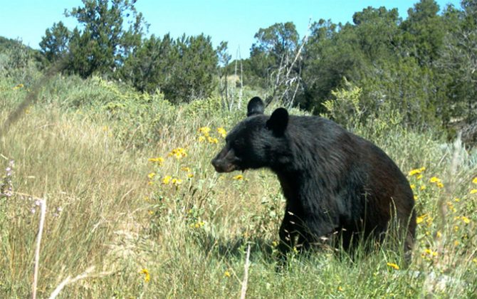 US fish and wildlife service