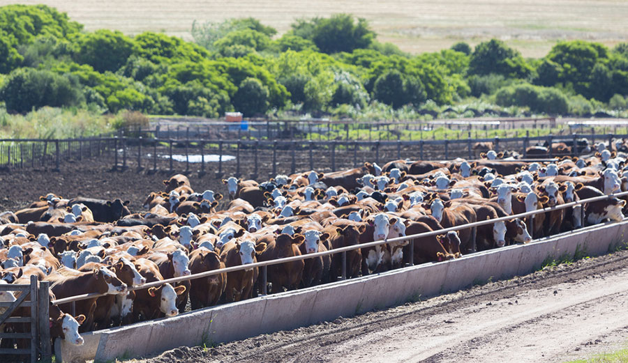 Good food, good meat. Good God, let's eat... and then go to the hospital! Photo: Shutterstock