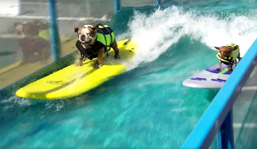 If there are two things that the masses enjoy watching, it's dogs surfing and man-made waves. Dogs surfing ON man-made waves is on a whole different level.