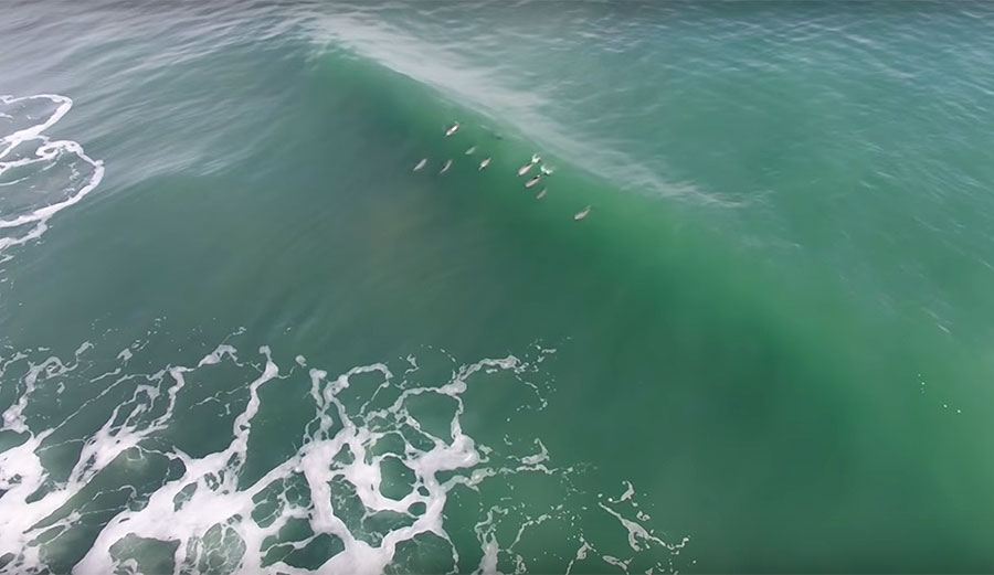 Dolphins are way cooler than being cool, and god damn it, I want to be close to them.