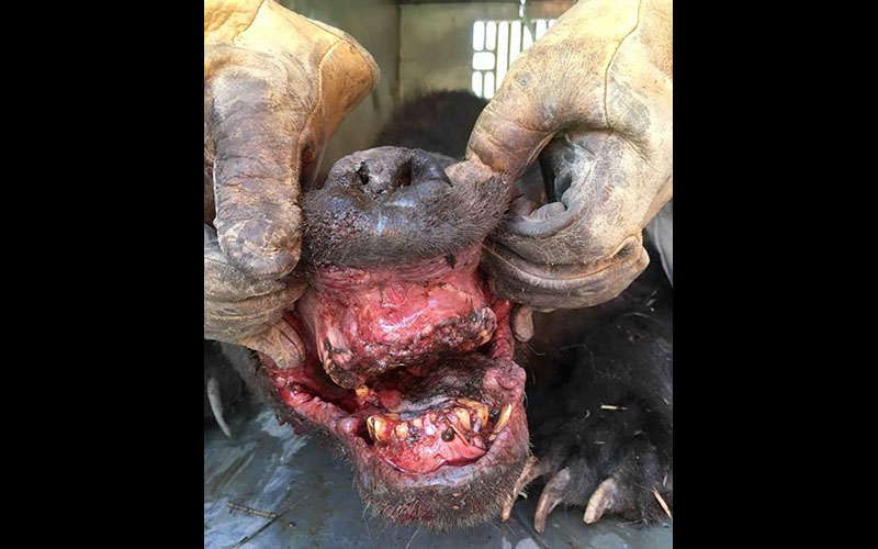 The mouth of the 26-year-old bear, Idaho Fish and Game