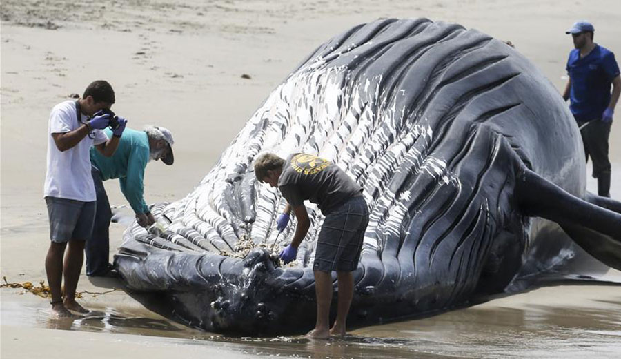 Wally the Whale.