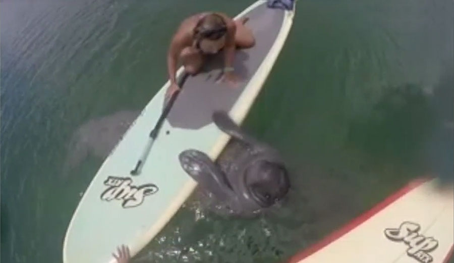 Celine Chasteen was out on her paddleboard a few days ago when the manatee decided it wanted to check out what was happening up there.