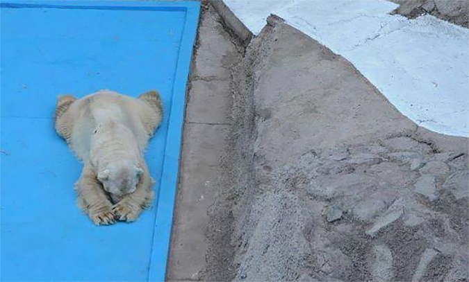 polarbear2
