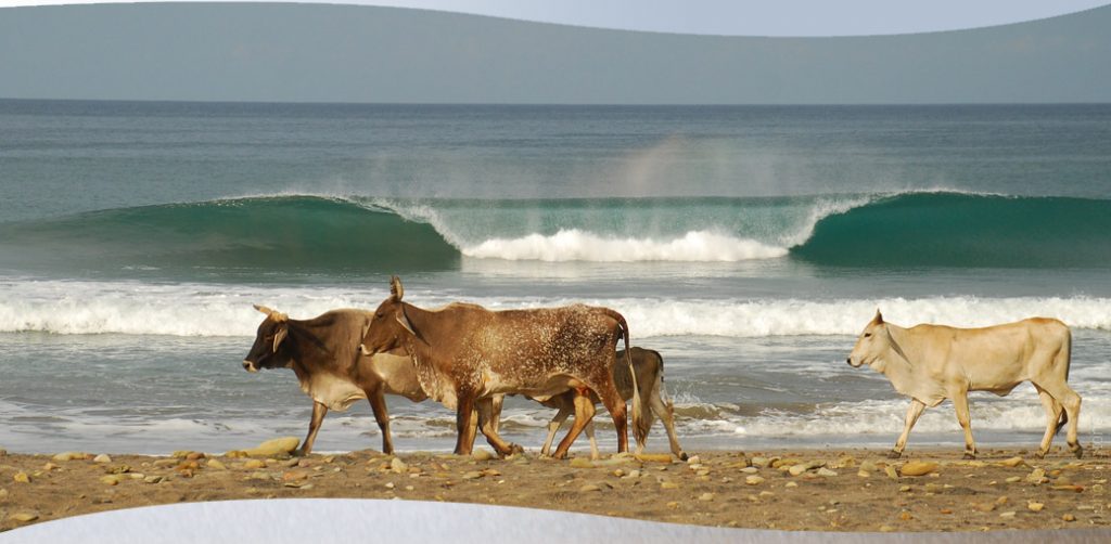 Nicaragua A Frame Cows