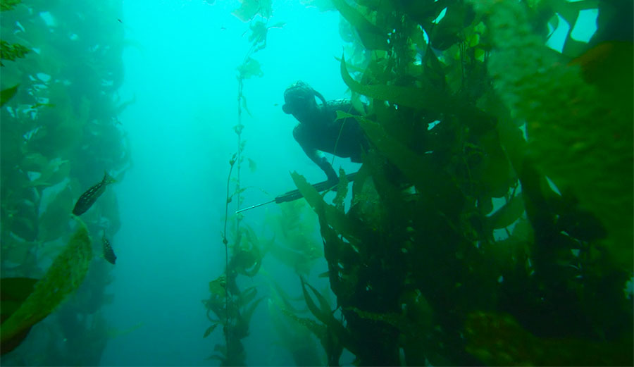 San Clemente Island sits just over 50 miles from the San Diego coastline. Access is limited–as a military testing site, it's a hard place to spend time.