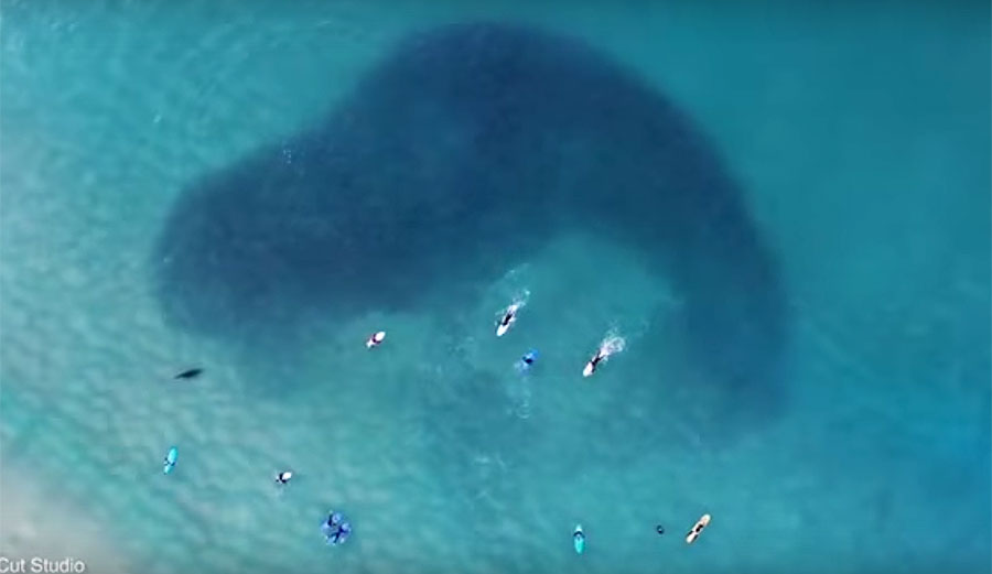 Every now and then, something incredible happens that no one would ever know about if it weren't for drones.