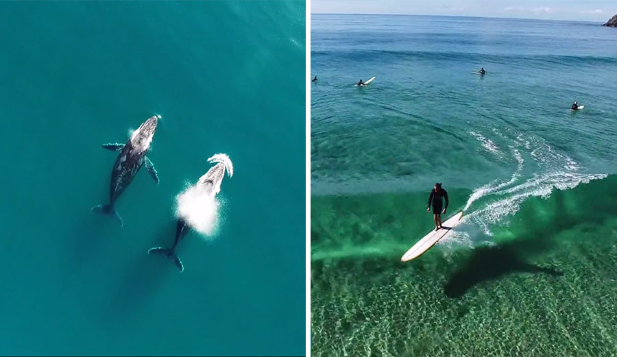 Waves and whales. Everything is right with the world.
