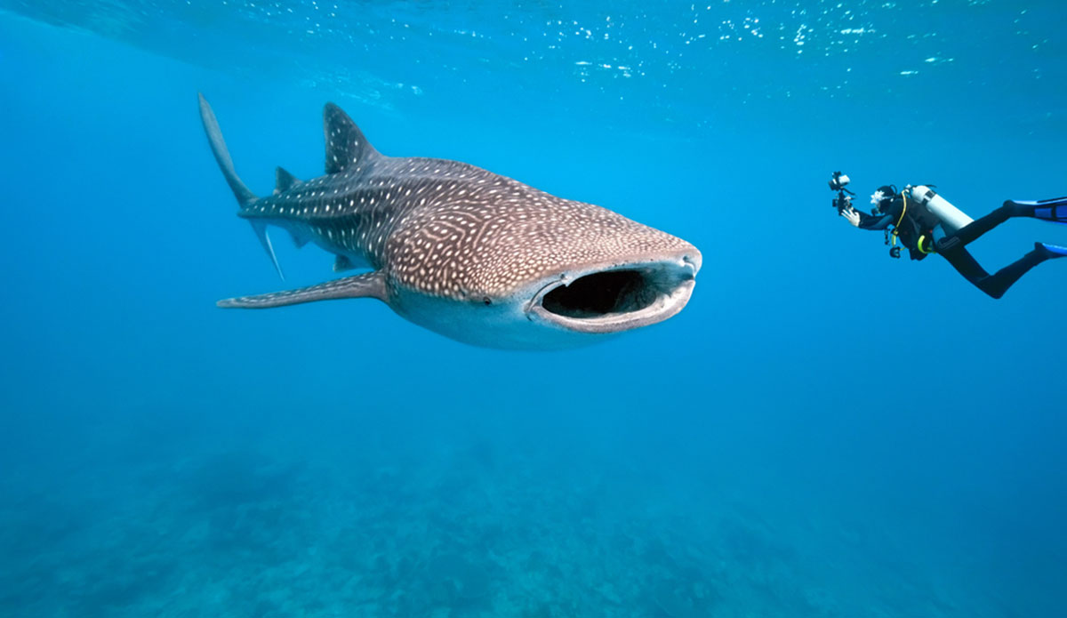 The whale shark is the newest species on the endangered list. But will we do anything to fix the problem? Photo: Shutterstock