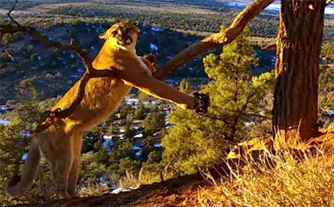 wildlife2