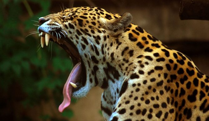 Photo: Wikipedia 